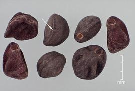   Seeds:   Ipomoea purpurea ; Photo by D. Walters and C. Southwick, Table Grape Weed Disseminule ID
